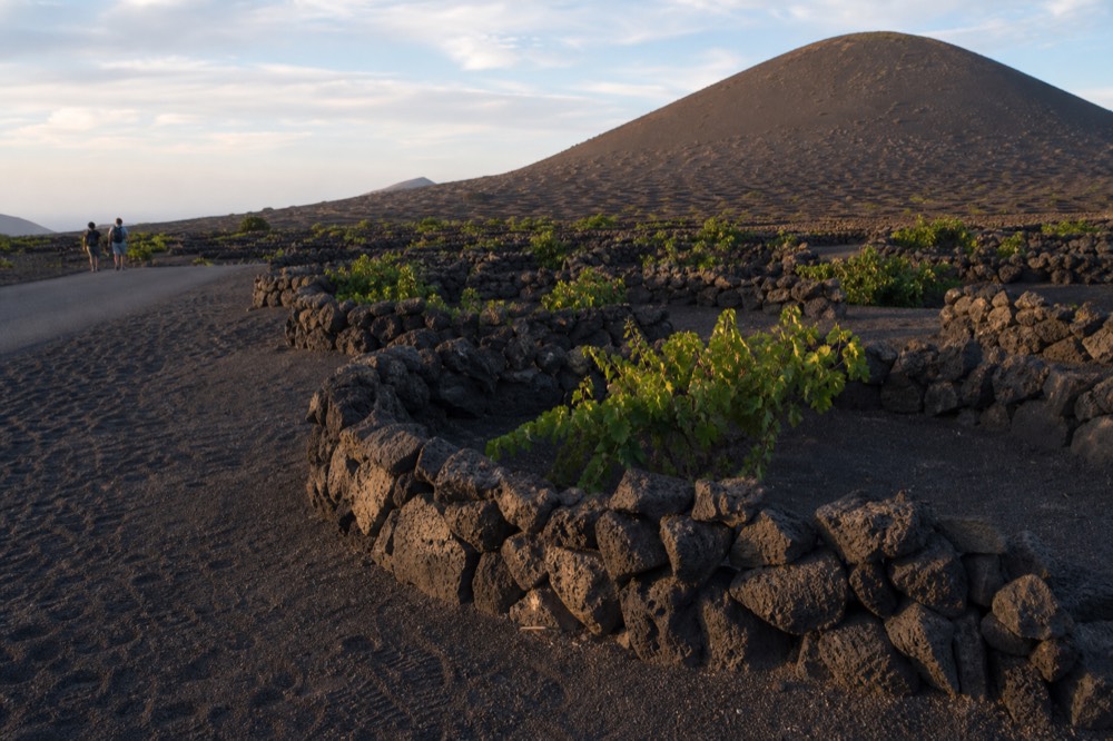 A vineyard in La Geria with volcanic pits and stone walls