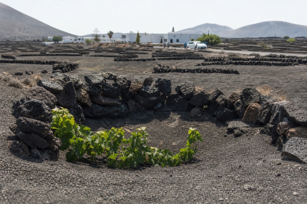 Vine pit with green vine growing inside a black ash crater surrounded by a stone half-circle