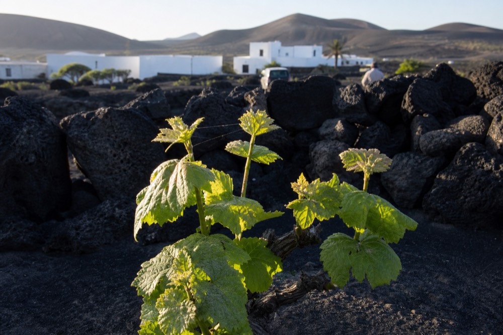 Close-up of a vine growing in black volcanic ash with a stone windbreak wall behind it