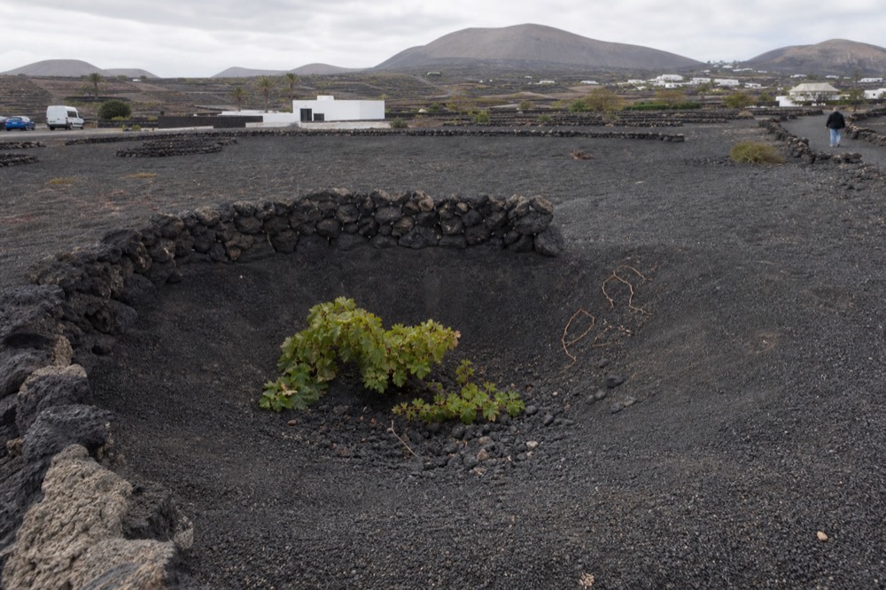 A single vine growing in a deep pit of black volcanic ash with a half-moon stone wall