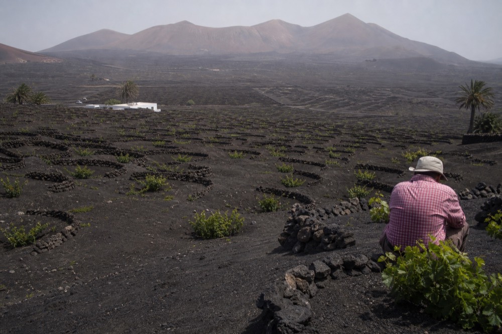 Vineyards in volcanic ash