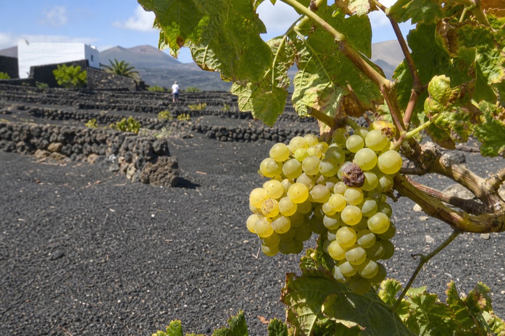 Malvasía Volcánica grapes on the vine