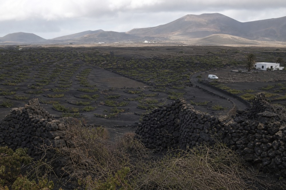 La Geria wine region with vines in volcanic pits
