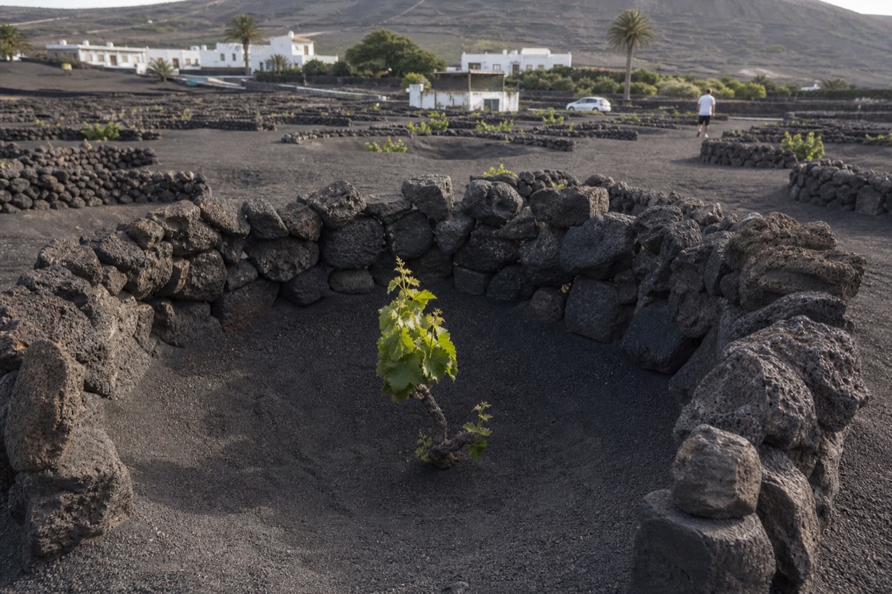 Vine growing in a stone-walled hollow in black volcanic ash