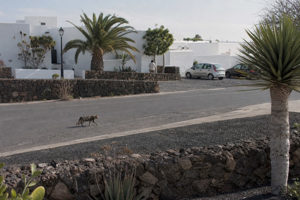 A quiet white village street in the Lanzarote interior with dark volcanic stone walls