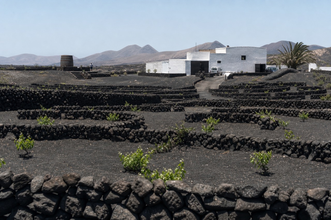 Vine pits with half-moon stone walls in black volcanic ash in front of a whitewashed Lanzarote winery building