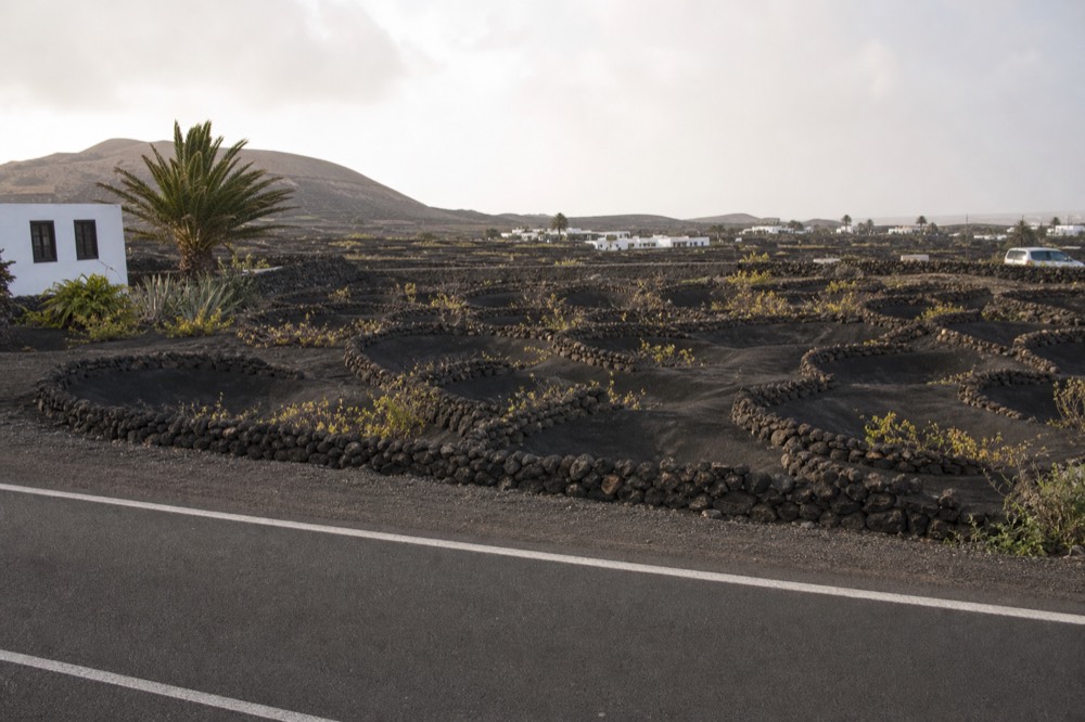 Vine pits dug into black volcanic ash with semicircular stone windbreaks beside a road