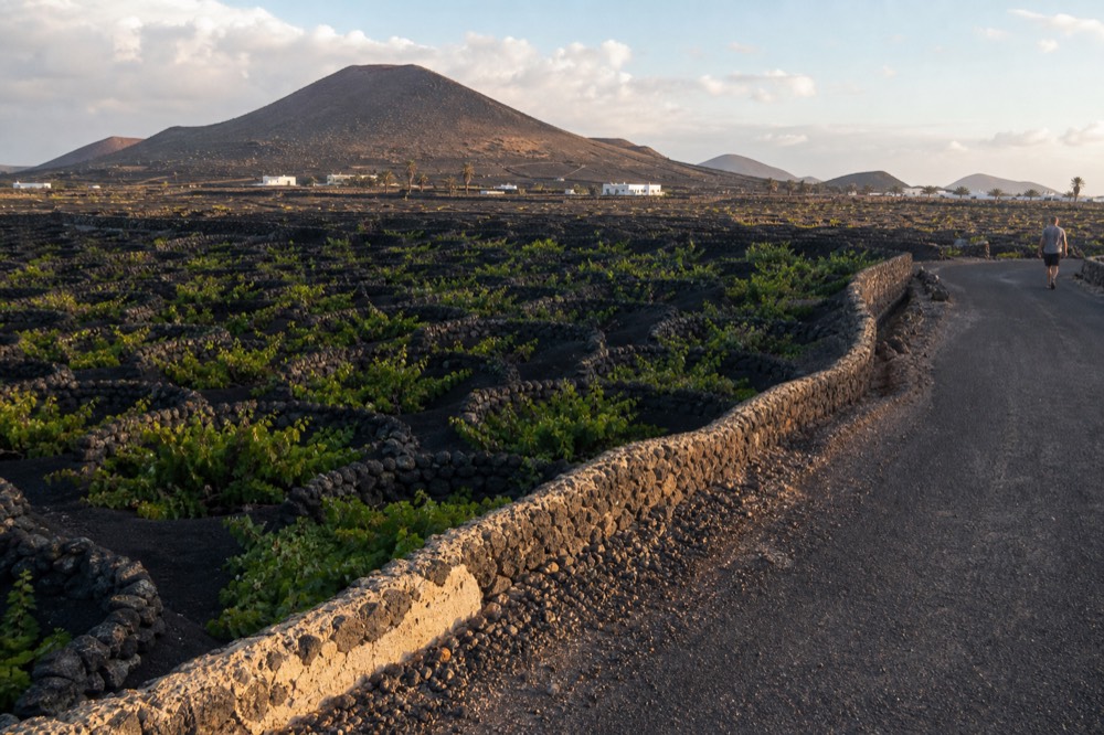 Rows of half-moon stone windbreaks around sunken vines in grey-black lapilli