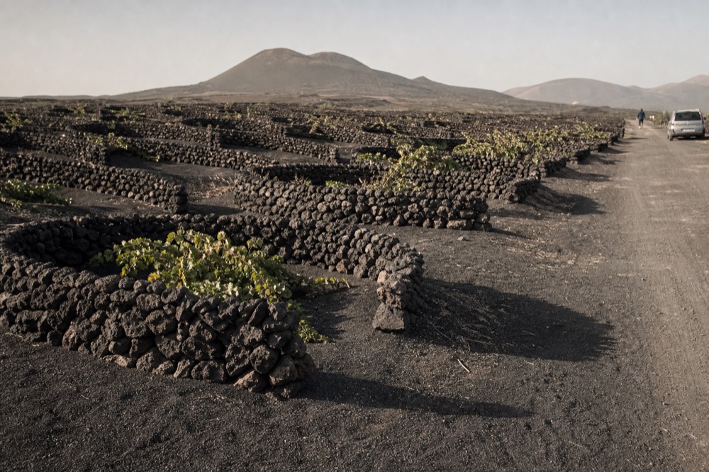 Semicircular dry-stone windbreaks around vine pits, all facing the same direction