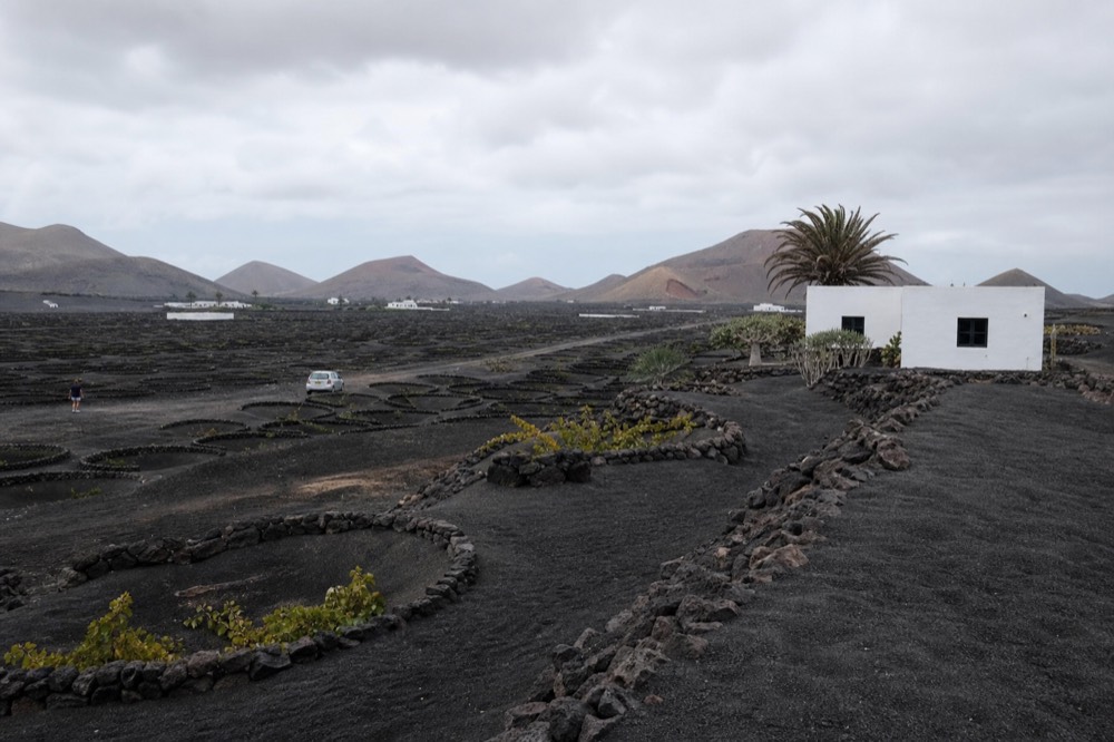 A wide view of sparse vine pits scattered across a black ash plain