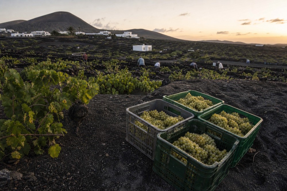 Crates of freshly picked white grapes on dark ash ground