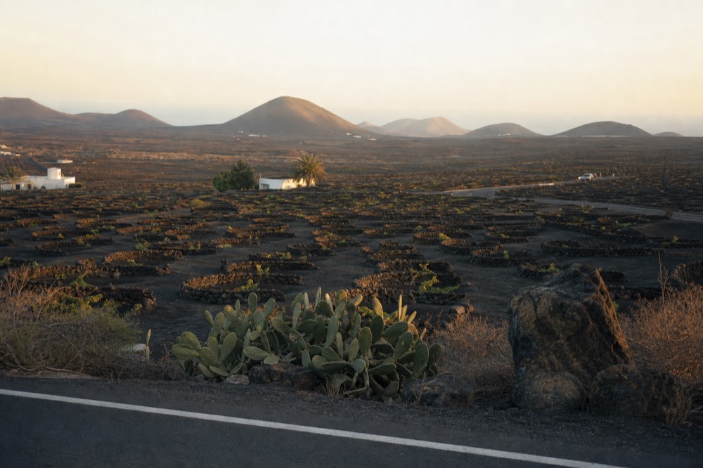 A wide panorama of the ash plain at golden hour with hundreds of scattered vine pits