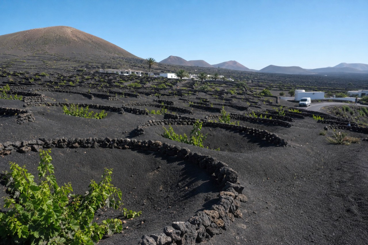 Rows of semicircular stone zocos around sunken vine pits in black volcanic ash under a clear sky