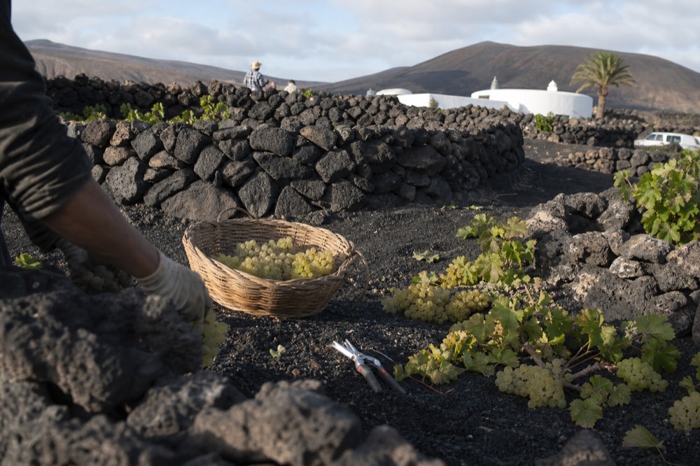 Hands picking white grapes into a small basket beside a stone zoco windbreak in black ash