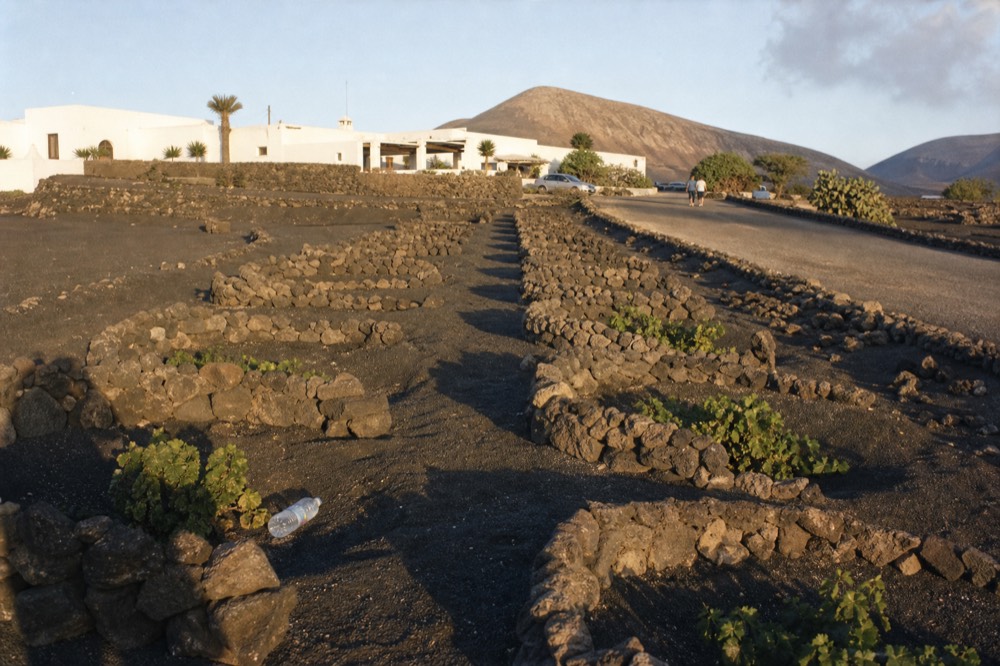 A row of dark volcanic vine pits stretching toward a winery building under afternoon light