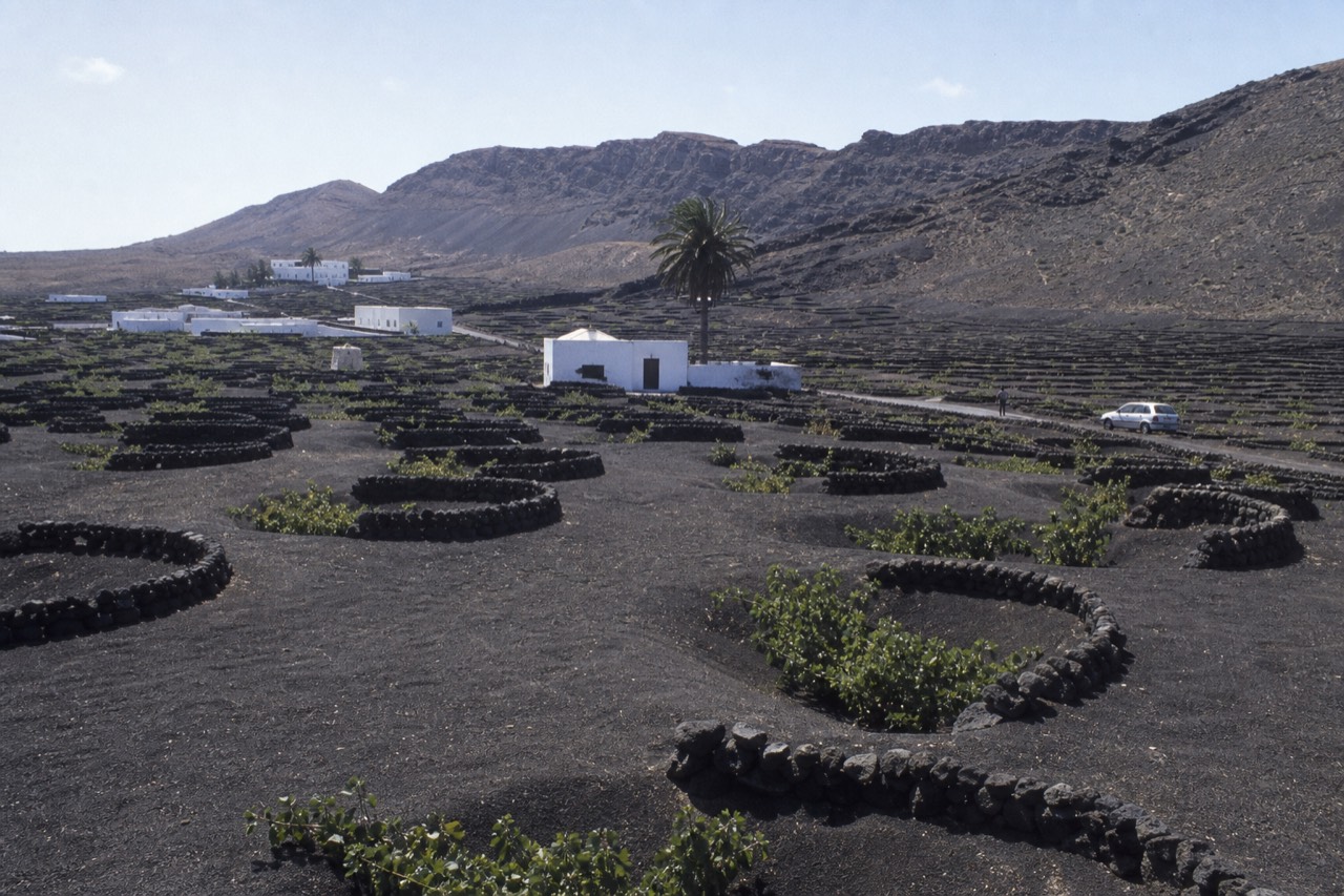 Vine pits dug into black volcanic ash in La Geria under a clear sky