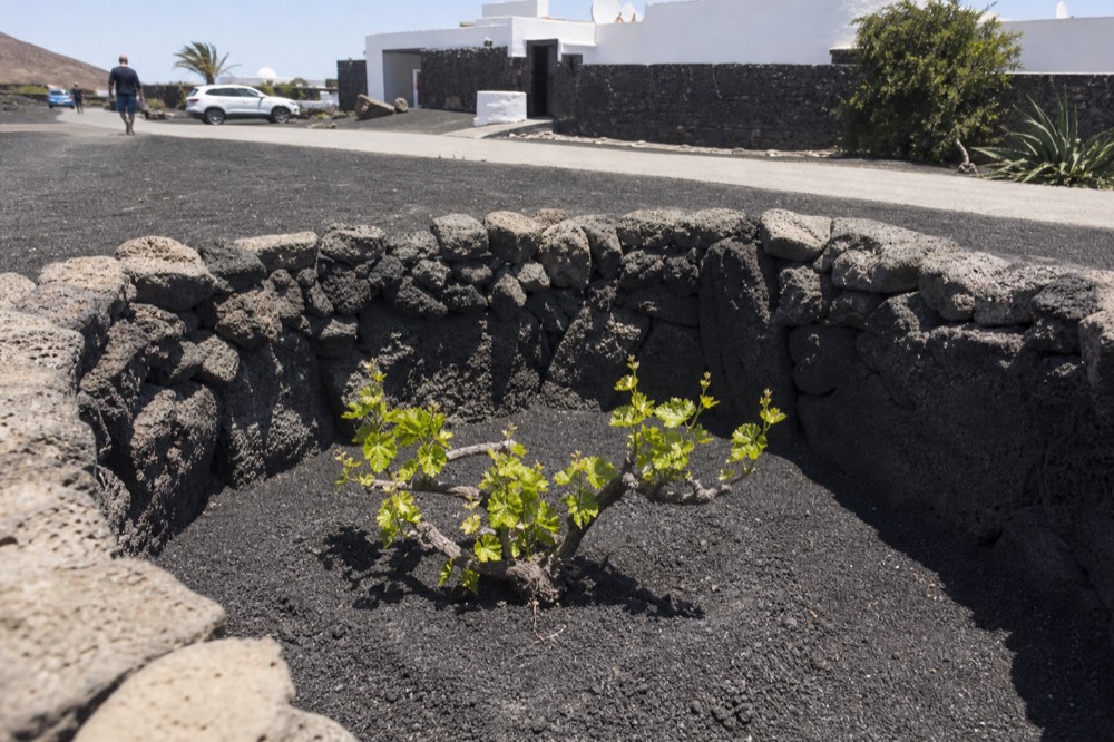 Vine pit with a single vine and a half-circle stone wall in black volcanic ash
